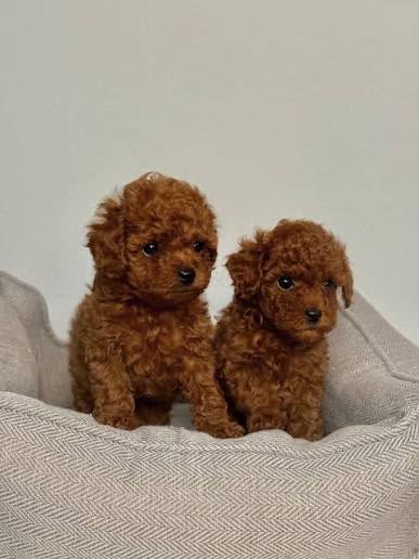Poodle angle 2